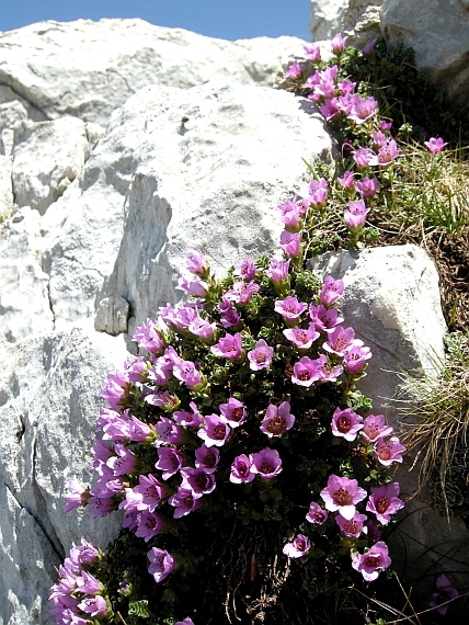 Saxifraga oppositifolia subsp. oppositifolia/ Sassifraga a foglie opposte